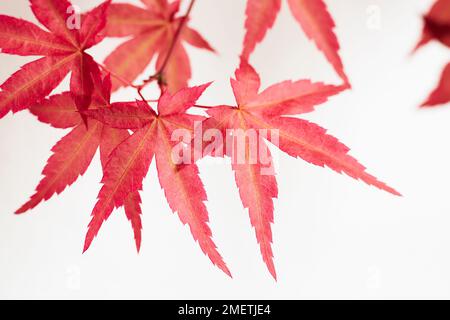 Bonsai Acer Palmatum 'Deshojo', Japanischer Roter Ahorn Stockfoto