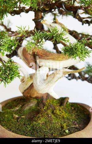 Chinesischer Wachtel (Juniperus Chinensis „Itoigawa“) Stockfoto