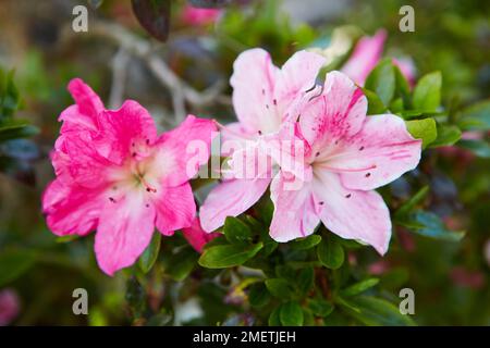 Azalea Satsuki (Rhododendron indicum) Stockfoto