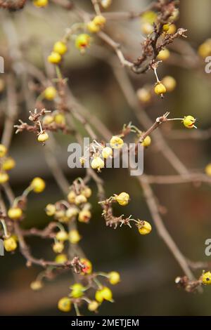 Orientalisches Bittersweet (Celastrus), gelbe Früchte Stockfoto