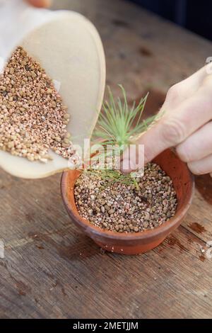 Auftopfen von japanischem Schwarzkiefernkeimling (Pinus thunbergii), Eingießen in Bodenmischung Stockfoto