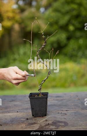 Verdrahten eines japanischen Ahorns (Acer palmatum), Verschneiden Stockfoto