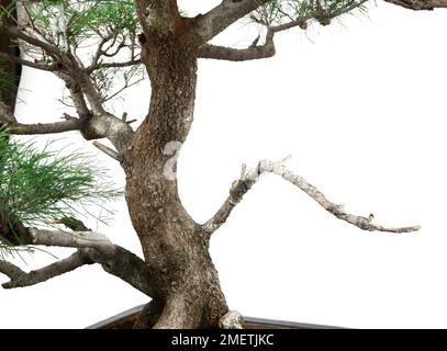 Casuarina equisetifolia (Australische Kiefer) Stockfoto