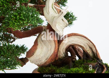 Chinesische Wacholderbeere (Juniperus Chinensis „Itoigawa“), Stamm und Totholz des Bonsai-Baumes Stockfoto