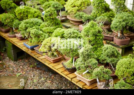 Bonsai-Bäume in Bonsai-Baumschule Stockfoto