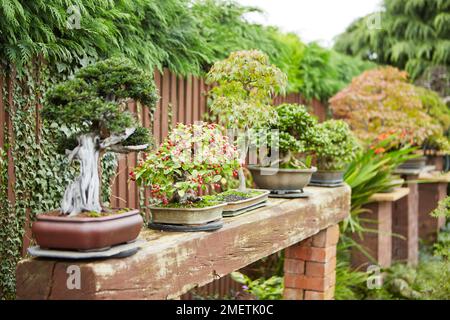 Auswahl an Bonsai-Bäumen auf einer Bank im Garten Stockfoto