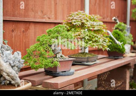 Auswahl an Bonsai-Bäumen, die auf einer Bank im Garten ausgestellt werden Stockfoto