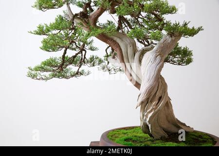 Kalifornische Wacholder, Juniperus californica, Bonsai-Baum Stockfoto