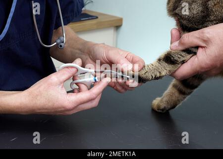 11-jähriger Kater, Tierarzt-Schneidenägel Stockfoto