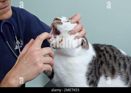 Männlicher Tabby und weiße Katze, Tierarzt, der die Tablette gibt Stockfoto