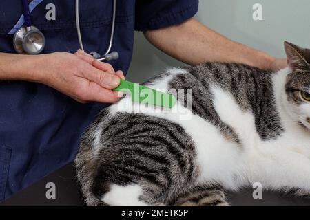 Männlicher Tabby und weiße Katze, Tierarzt sucht nach Flöhen Stockfoto