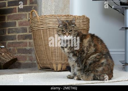 Tortie-Tabby (Tortoiseshell Tabby) sitzt vor Korb und Kamin, alte Katze, 16-17 Jahre alt, weiblich Stockfoto