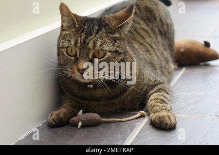 Tabby Katze spielt mit Spielzeug-Maus Stockfoto