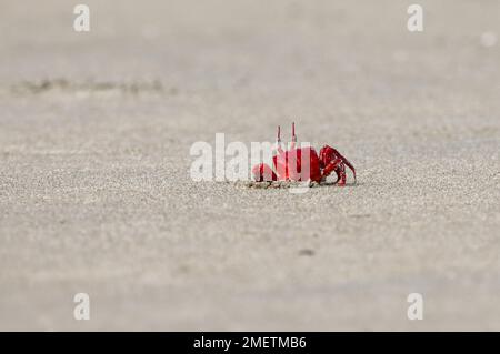 Rote Krabbe am Strand. Dieses Foto wurde von Cox's Bazar in Bangladesch gemacht. Stockfoto