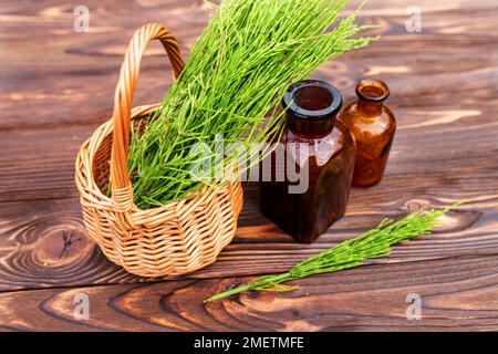 Equisetum, Schachtelhalm, Schlangengras, Öl für die Kosmetik. Puzzlegrass, Kerzenschaum-Extrakt für alternative Medizin verwendete Diuretikum gegen Ödeme, kräftigend, Wunde he Stockfoto