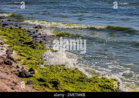 Mit Algen bedeckte Steine am Sandstrand des Meeres in der hellen Sonne und kleinen Wellen. Stockfoto