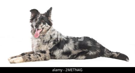 Deutscher Schäferhund Border Collie Kreuz, 4-Monate-alten Stockfoto