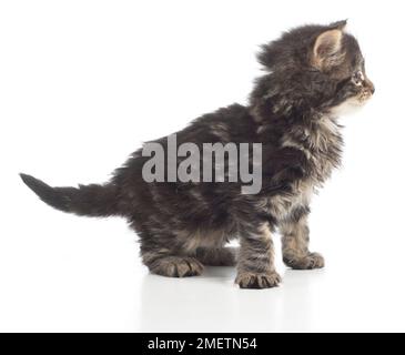 Flauschig braun Tabby kitten, 8 Wochen alt Stockfoto