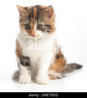 Schildpatt Tricolor Kätzchen, 10 Wochen alten Stockfoto