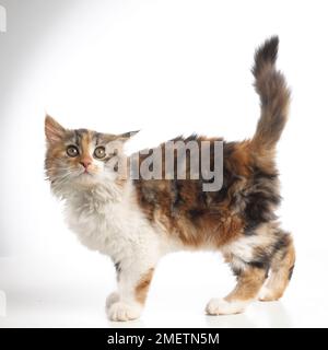 Schildpatt Tricolor Kätzchen, 10 Wochen alten Stockfoto