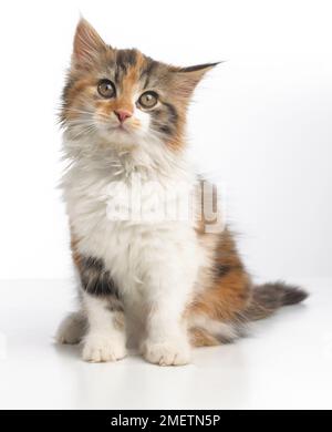 Schildpatt Tricolor Kätzchen, 10 Wochen alten Stockfoto