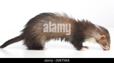 Frettchen (Mustela Putorius Furo), junge Angora Frettchen, 14 Wochen altes Baby Stockfoto