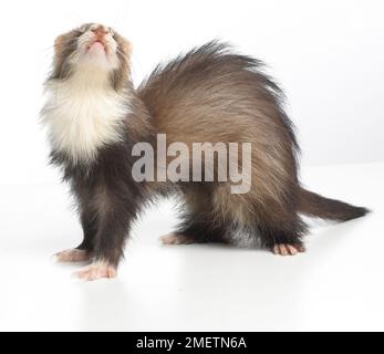 Frettchen (Mustela Putorius Furo), junge Angora Frettchen, 14 Wochen altes Baby Stockfoto