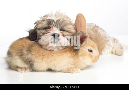 Der junge Zwerg-Lop-Hase und Shih Tzu-Hündchen ruhen sich zusammen aus Stockfoto