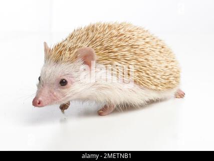 Vier-toed Hedgehog, afrikanische pygmy Hedgehog (Atelerix Albiventris), Haustier Igel Stockfoto