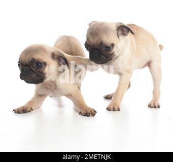 Mops Welpen, 7 Wochen altes Baby Stockfoto