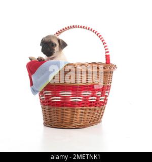 Mops Welpen, 7 Wochen altes Baby Stockfoto