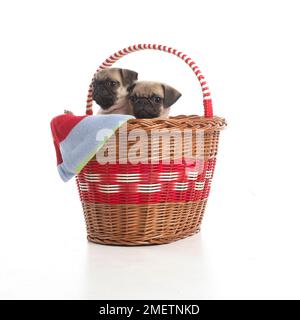 Mops Welpen, 7 Wochen altes Baby Stockfoto