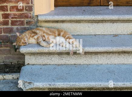 Orange gestreifte Tabbykatze, die vor der Haustür in Montisi, Toskana, Italien schläft. Stockfoto