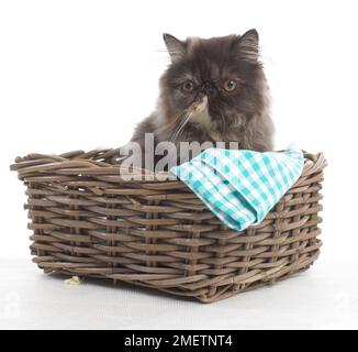 Braunes Longhair-Kätzchen im Korb, persisches Kätzchen, 20 Wochen alt Stockfoto