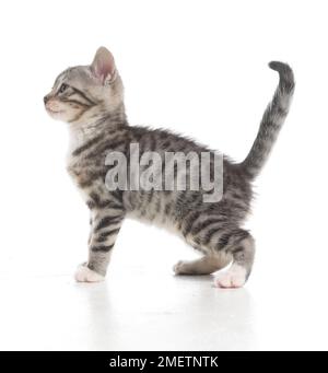 Grau tabby Kitten, Bengalen und britischen Kreuz Kurzhaar Kätzchen, 5 Wochen alt Stockfoto