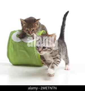 Kätzchen im Korb mit der Nummer 3 an der Vorderseite, Bengalen und britischen Kreuz Kurzhaar Kätzchen, 5 Wochen alt Stockfoto