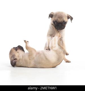 Mops Welpen, 7 Wochen altes Baby Stockfoto