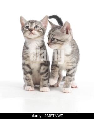 Zwei graue Tabby Kittens, Bengale und Britische Kreuzschnürkchen, 5 Wochen alt Stockfoto