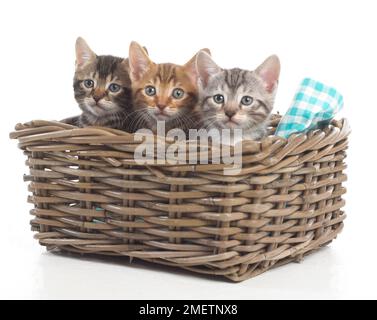 Drei Bengalen und britischen Kreuz Kurzhaar Kätzchen in Weidenkorb, 5 Wochen alt Stockfoto