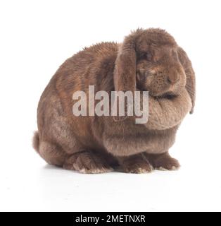 Großer, brauner Kaninchen mit Klappohr oder Kaninchen mit Klappohr, französischer Kaninchen, 2-jährig, weiblich Stockfoto