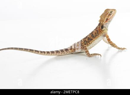 Bartagame (Pogona sp.) Stockfoto
