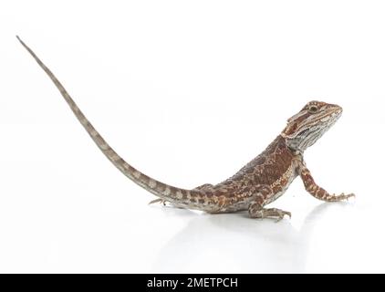 Bartagame (Pogona sp.) Stockfoto