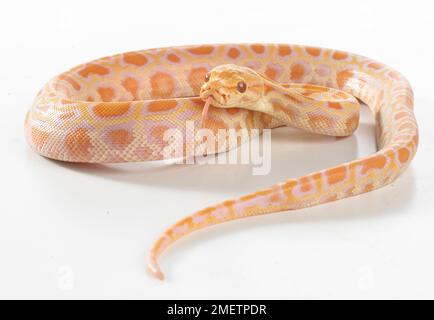 Albino burmesischen Python (Python Bivittatus), 8 Woche alt, Männlich Stockfoto