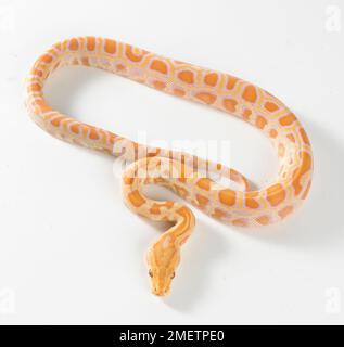 Albino burmesischen Python (Python Bivittatus), 8 Woche alt, Männlich Stockfoto