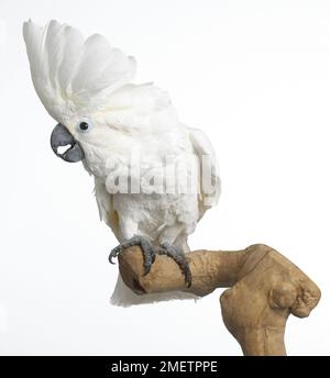 White Cockatoo, Dach Kakadu (Cacatua Alba), 3-Year-Old weiblich Stockfoto