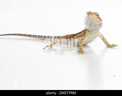 Bartagame (Pogona sp.) Stockfoto