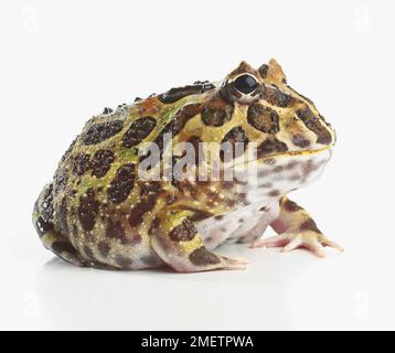 Argentinische Horned Frog, verzierte Horned Frog oder Pacman Frog (Ceratophrys ornata) Stockfoto
