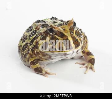 Argentinische Horned Frog, verzierte Horned Frog oder Pacman Frog (Ceratophrys ornata) Stockfoto