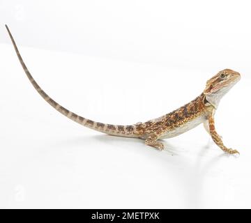 Bartagame (Pogona sp.) Stockfoto