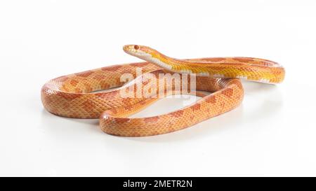 Sunglow Kornnatter Sunglow Kornnatter (Pantherophis Guttatus) Stockfoto